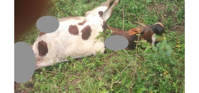 Masisi : Abagizi ba nabi  biraye mu nka z’abaturage  baratemagura bicamo 28 