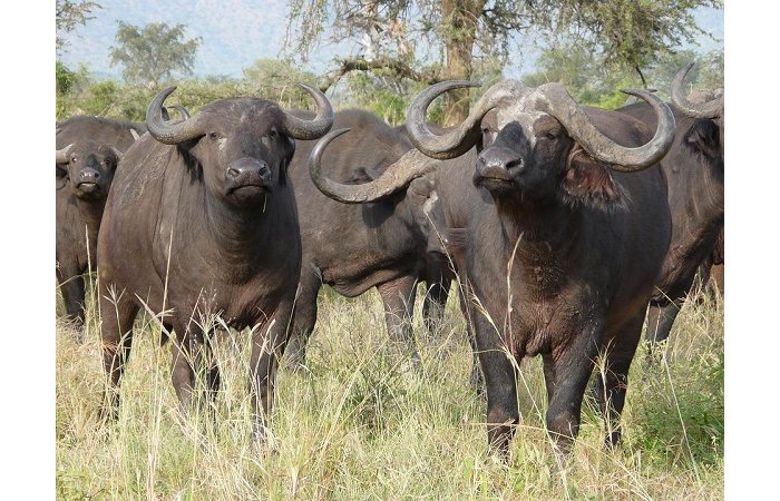 AGAHINDA i Musanze : Umugore yitabye Imana asiga uruhinja w’amezi ane  nyuma yo gukomeretswa  n’imbogo ivuye mu birunga