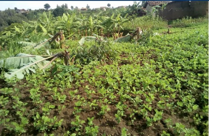 Ruhango&nbsp;: Uwarokotse Jenoside amaze kwangirizwa imyaka inshuro 3 mu byumweru 2