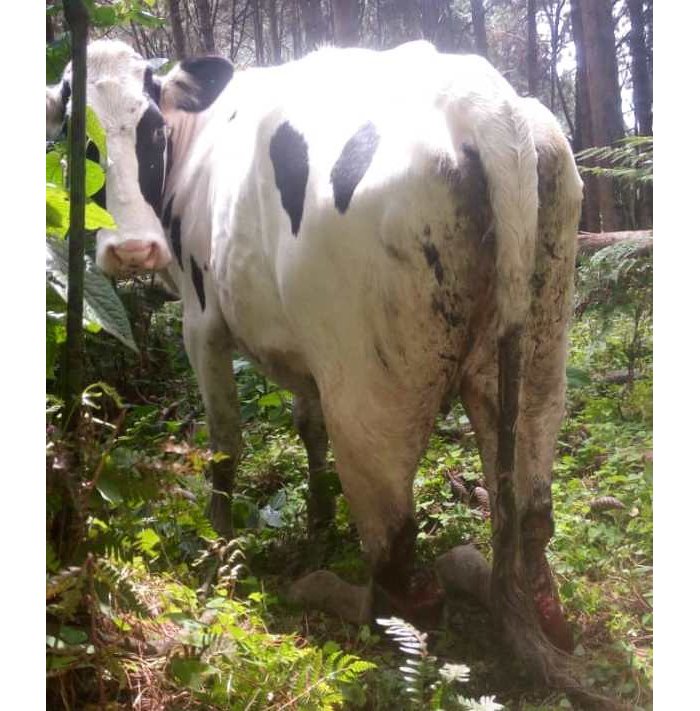 Inka 11 z’ uwarokotse Jenoside zatemwe harimo izishobora gupfa 