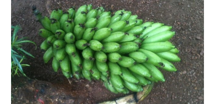 Gatsibo&nbsp;: Umuyobozi yishe umuturage amushinja kwiba igitoki 