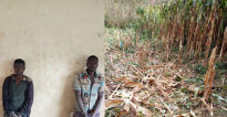 Ngororero : Babiri bakurikiranyweho kwararika ibigori by’abaturage ½ cya hegitari, birakekwa babikoreshweje n’urumogi