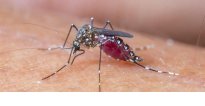 2020&nbsp;: Abishwe na Malaria bagabanutseho 32%