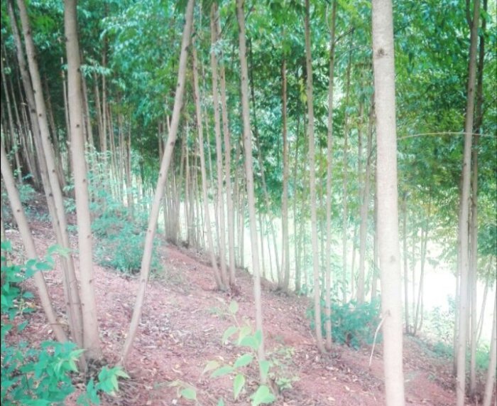 IMARI ISHYUSHYE&nbsp;: Ishyamba rinini cyane rigurishwa ku mafaranga macye