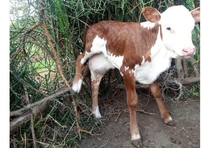 Nyagatare&nbsp;: Inyana yavukanye icebe nk’iry’imbyeyi ikamwa