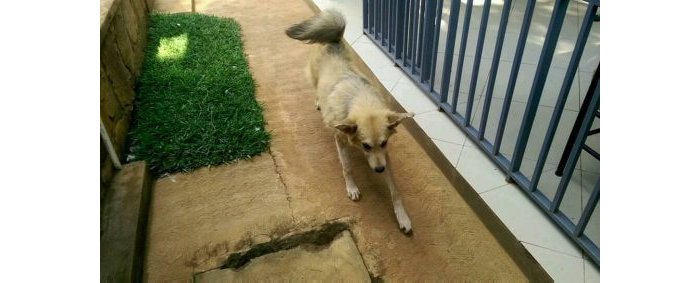 Imbwa yo mu bwoko bwa Germany shepherd mixed igurishwa 250,000RWF