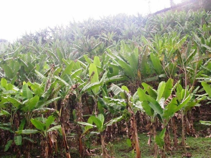 Bugesera&nbsp;: Umugabo n’umugore biciwe mu rutoki bivugwa ko bafashwe basambaniramo