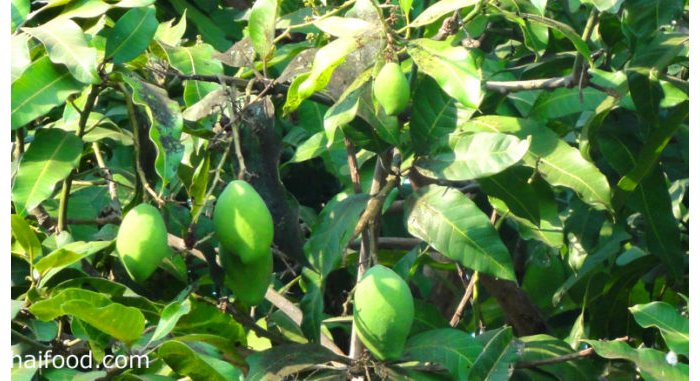 Byinshi utari uzi ku mababi y’imyembe yagufasha guhangana n’indwara ya Diyabeti