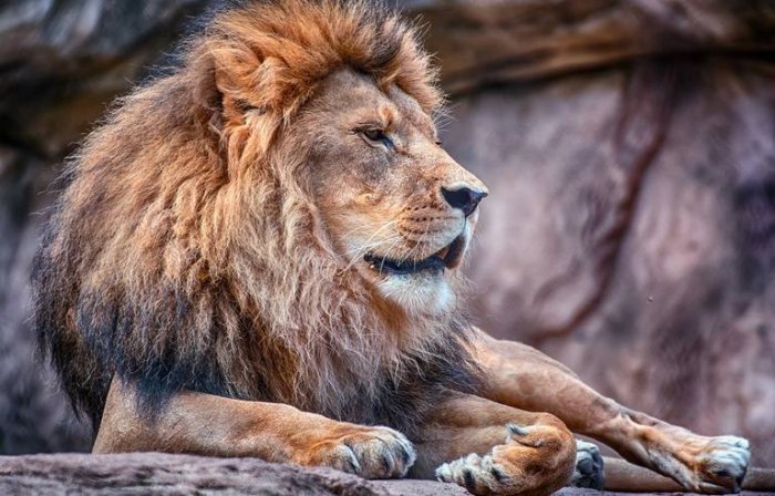 Ubushakashatsi bwemeje ko Intare zandura COVID-19