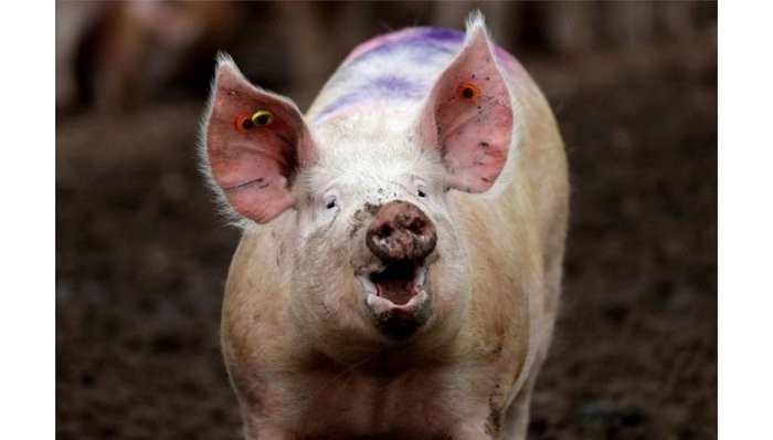 Nyamasheke&nbsp;: Ingurube yariye umwana  arapfa 