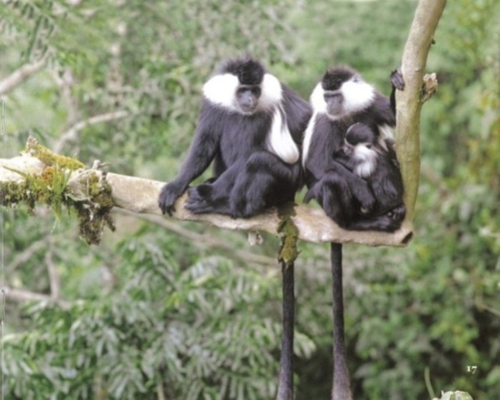 Umugabo yatawe muri yombi akurikiranyweho guhiga no kwica inyamaswa muri Pariki