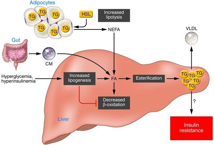 Menya ingaruka z’ibinure byo ku mwijima biterwa n’inzoga na bimwe mu biryo