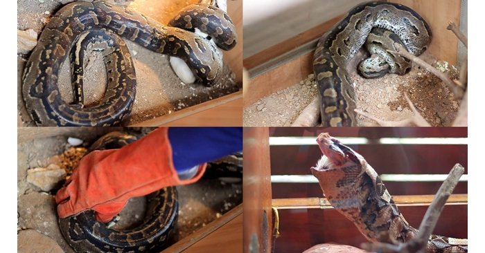 Ibitangaje ku ngona n’inzoka zororerwa i Kigali kwa Richard, aho bazigaburira banazikoraho - VIDEO