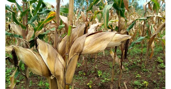 Leta mu ngamba zo kugabanya umusaruro wangirika utaragezwa ku isoko