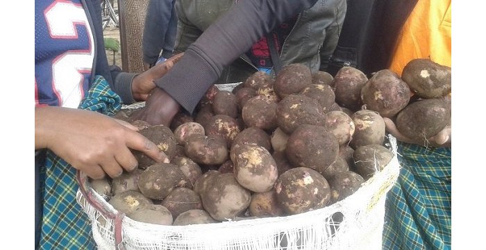 AKUMIRO&nbsp;:  Ahafatwa nk’igicumbi cy’ubuhinzi bw’ibirayi Ikilo cyageze kuri  500Frw, Abanya-Kigali bitege iki  