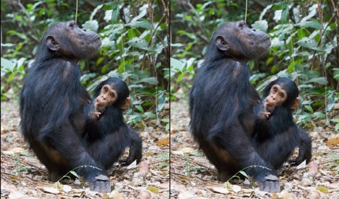 Sobanukirwa inyamaswa y’impundu ifite byinshi ihuriyeho n’abantu birimo no gushyingura