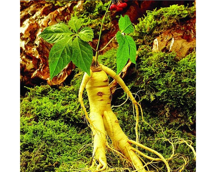 Ibanga ry’ikimera cya ’Ginseng’ cyakurinda kanseri na diyabeti kikanafasha abarwaye SIDA