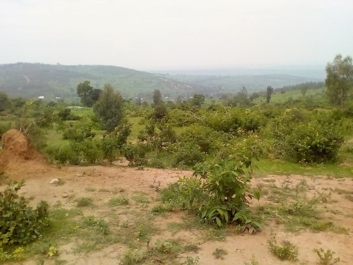 Isambu ya Hegitari 1,5 igurishwa amafaranga make cyane