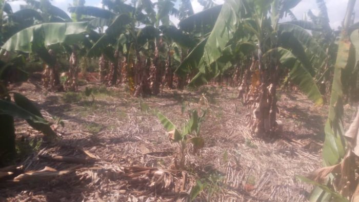 Ikibanza cyiza kigurishwa 1.000.000 Nyamata