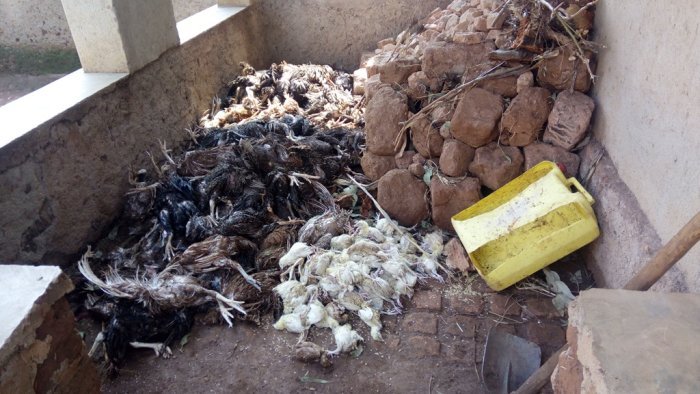 Huye&nbsp;: Imvura idasanzwe yateje umwuzure wica inkoko 1000 z’ umuturage [AMAFOTO]