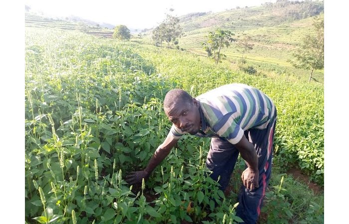 Ni nde uzabazwa  Abaturage  b’Iburasirazuba bagiye kwicwa n’inzara  kubera igihingwa cya Chia