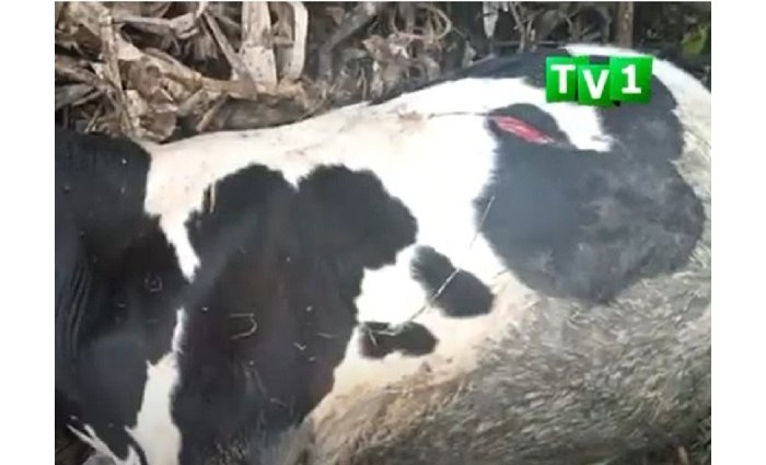 Aravugwaho  kwishyurizwa mu Kabari  ku Gahato  nyuma  akihimura ku nka za nyirako  agatemagura imwe igapfa 