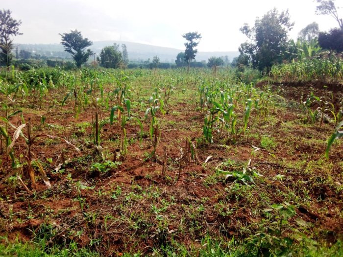 Ikibanza cyiza kinini kigurishwa make nyamata