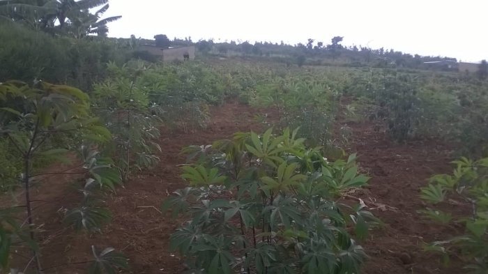 Ikibanza gihendutse kigurishwa Nyamata 1.200.000