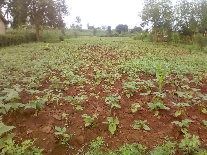 Ikibanza kinini cyane kiri hafi yo ku Gahembe kigurishwa make