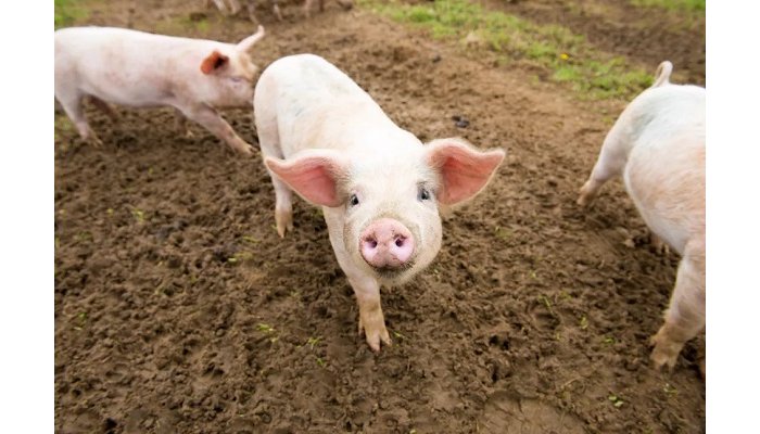 Kayonza&nbsp;: Umuyobozi muri Islam  ari mu mazi abira azira ingurube y’umuturage yishe