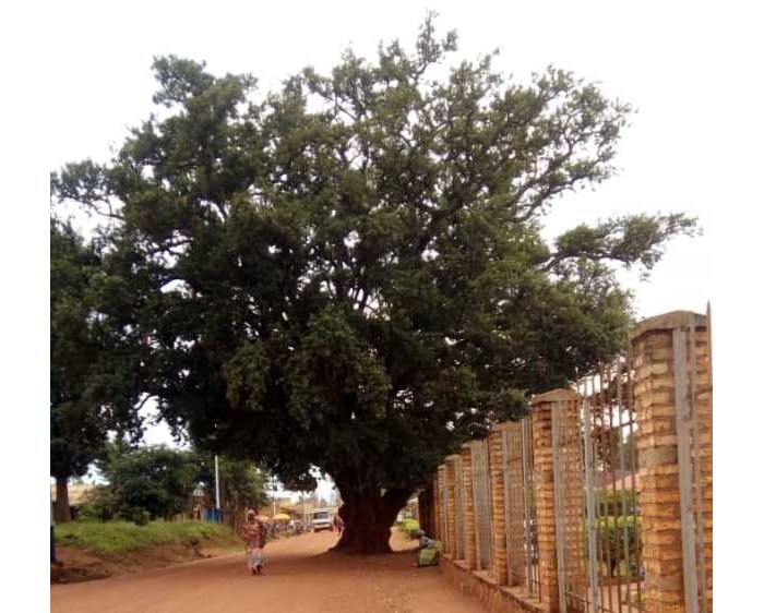 Gisagara&nbsp;: Inkomoko y’ Igiti cy’Umukiza kitavugwaho rumwe