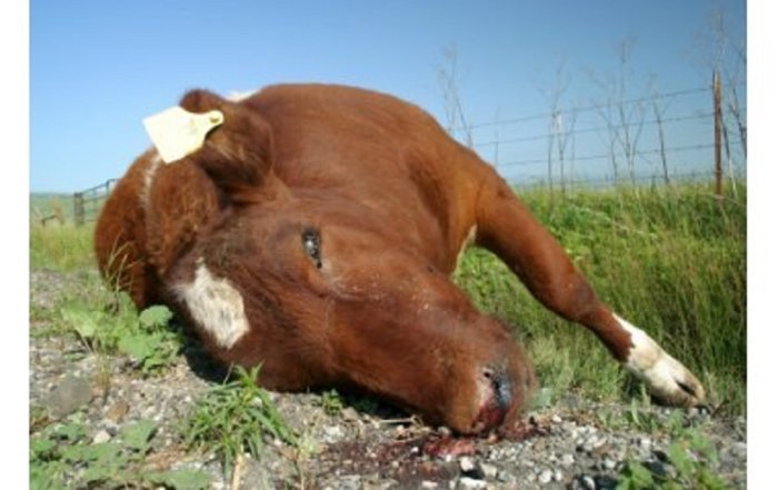 Kayonza&nbsp;: Abantu 42 bajyanywe kwa muganga igitaraganya nyuma yo kurya inka yipfishije