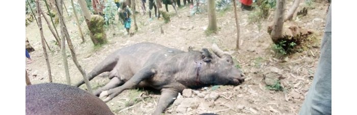 Imbogo zongeye kwica  umuturage  i Musanze 