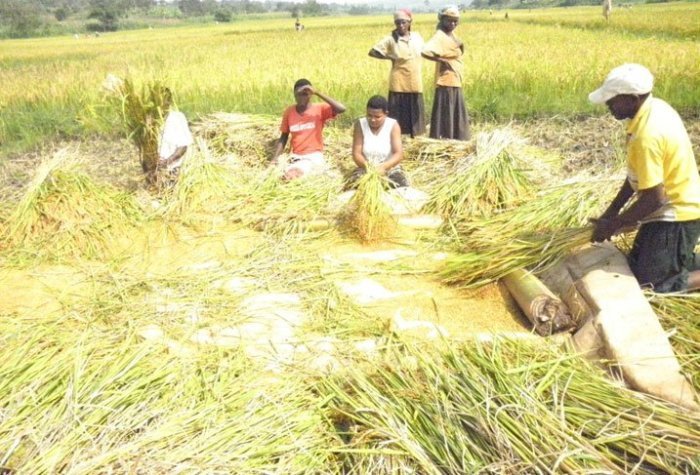 Rusizi : Abayobozi ba Koperative ebyiri bamwe bafunzwe abandi bareguzwa
