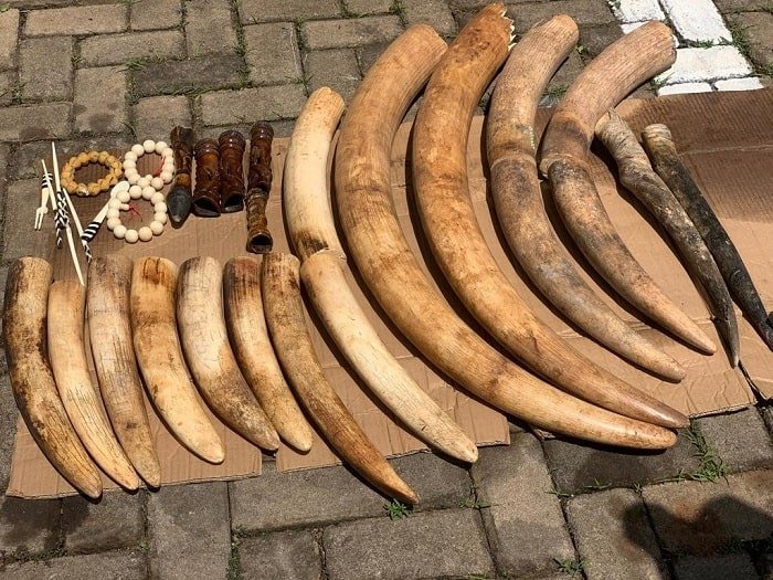 Ibihano bitegereje  Abanyarwanda  bafatanywe amahembe y’Inzovu 