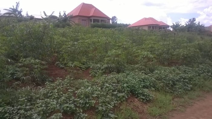 Ibibanza 3 bigurishwa nyamata kanzenze buri...