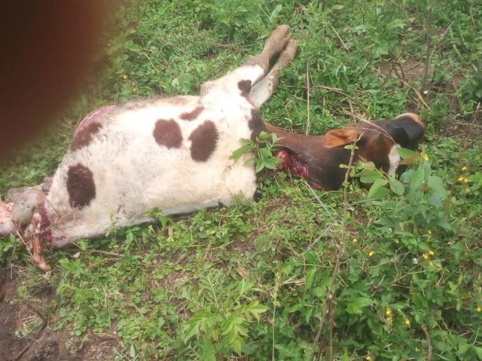 Karongi&nbsp;: Inka y’ uwarokotse Jenoside yabagiwe mu gisambu