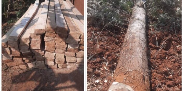 Habineza  yafashwe amaze kubaza imbaho 460 mu ishyamba rya Leta ahita yemera icyaha,Gitwaza na  Nshimiyimana  baziguze baburiwe irengero 