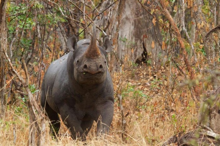 Imwe mu nyamaswa ziherutse kuzanwa mu Rwanda yishe umuzungu watozaga abazicunga