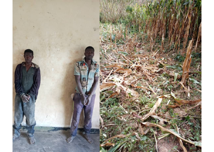 Ngororero&nbsp;: Babiri bakurikiranyweho kwararika ibigori by’abaturage ½ cya hegitari, birakekwa babikoreshweje n’urumogi