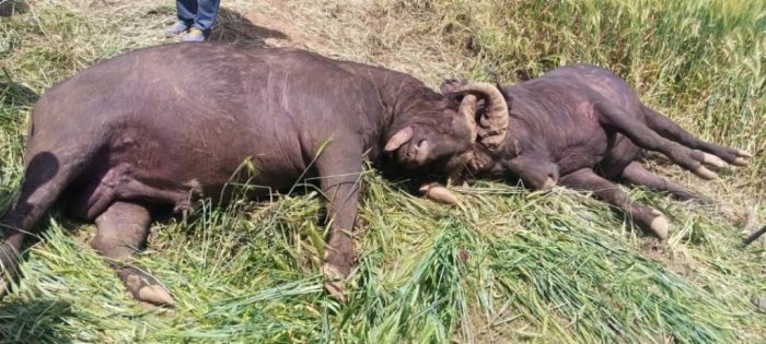 Muri Pariki y’Ibirunga Imbogo ebyiri zakozanyijeho mpaka zombi zihasize ubuzima