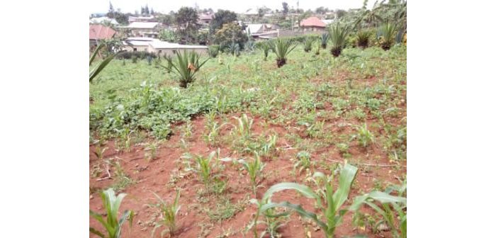 Ikibanza kiza i Kigali kigurishwa kuri 12M