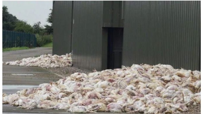 Ubwongereza&nbsp;: Hapfuye ibihumbi by’ inkoko ku munsi w’ ubushyuhe budasanzwe 