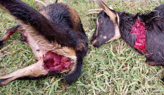 Gakenke&nbsp;: Imbwa z’ ibihomora zariye ihene ebyiri imwe irapfa